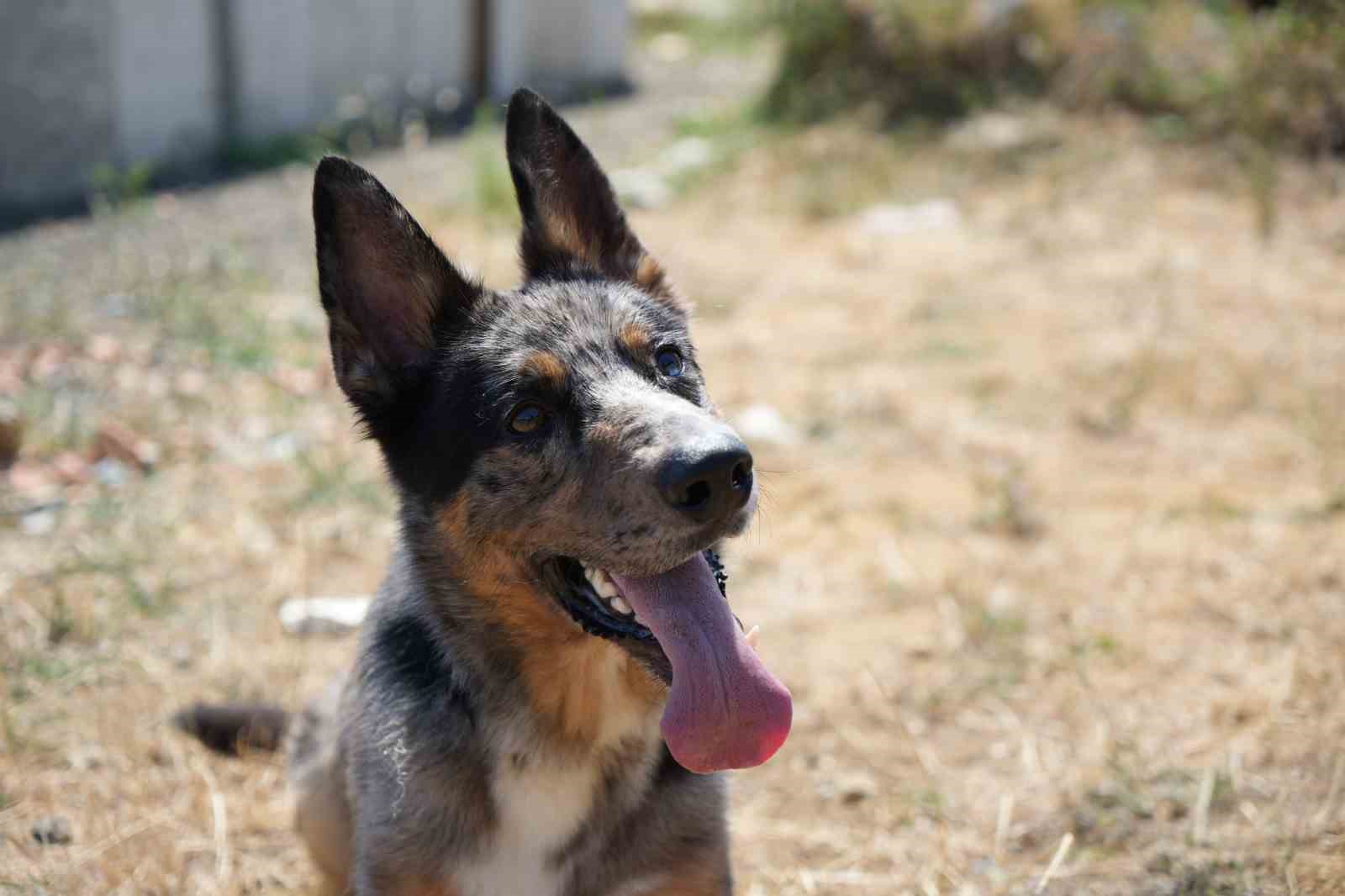 Sağlık Bakanlığı’nın ilk arama-kurtarma köpeği ’Shollie’ afetlere Samsun’da hazırlanıyor
