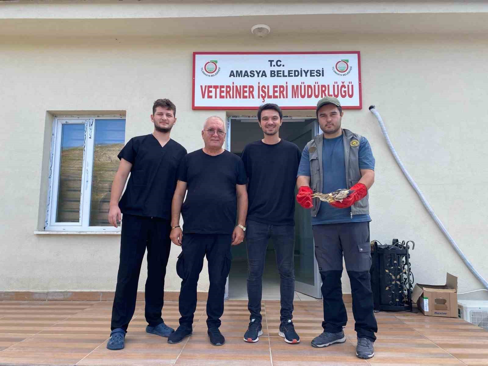 Amasya’da ayakları kırık halede bulunan balaban kuşu koruma altına alındı
