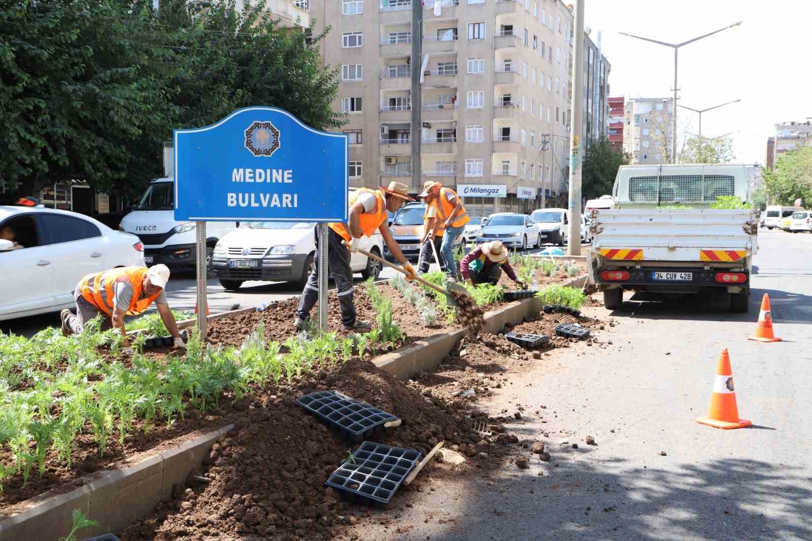 Medine Bulvarı’nda 10 bin mevsimlik kadife çiçeği dikildi
