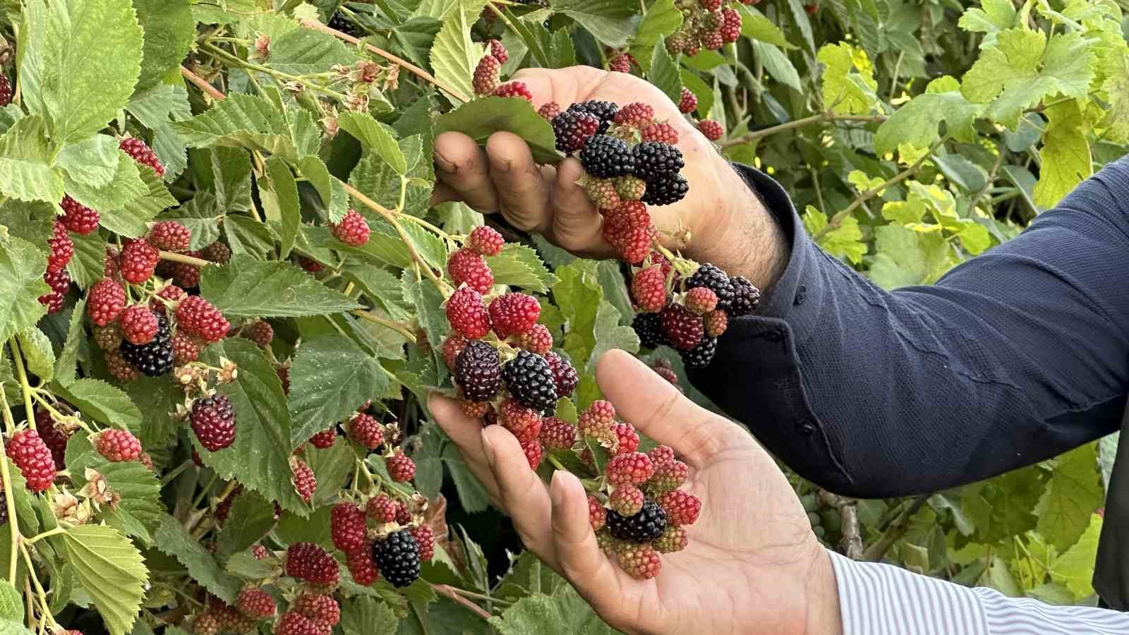 Yüksekova’da böğürtlen bereketi
