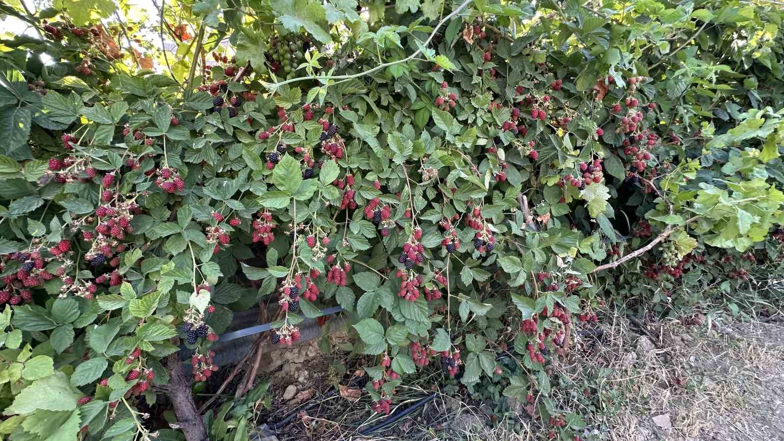 Yüksekova’da böğürtlen bereketi
