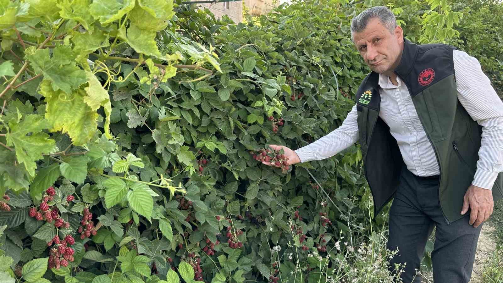 Yüksekova’da böğürtlen bereketi
