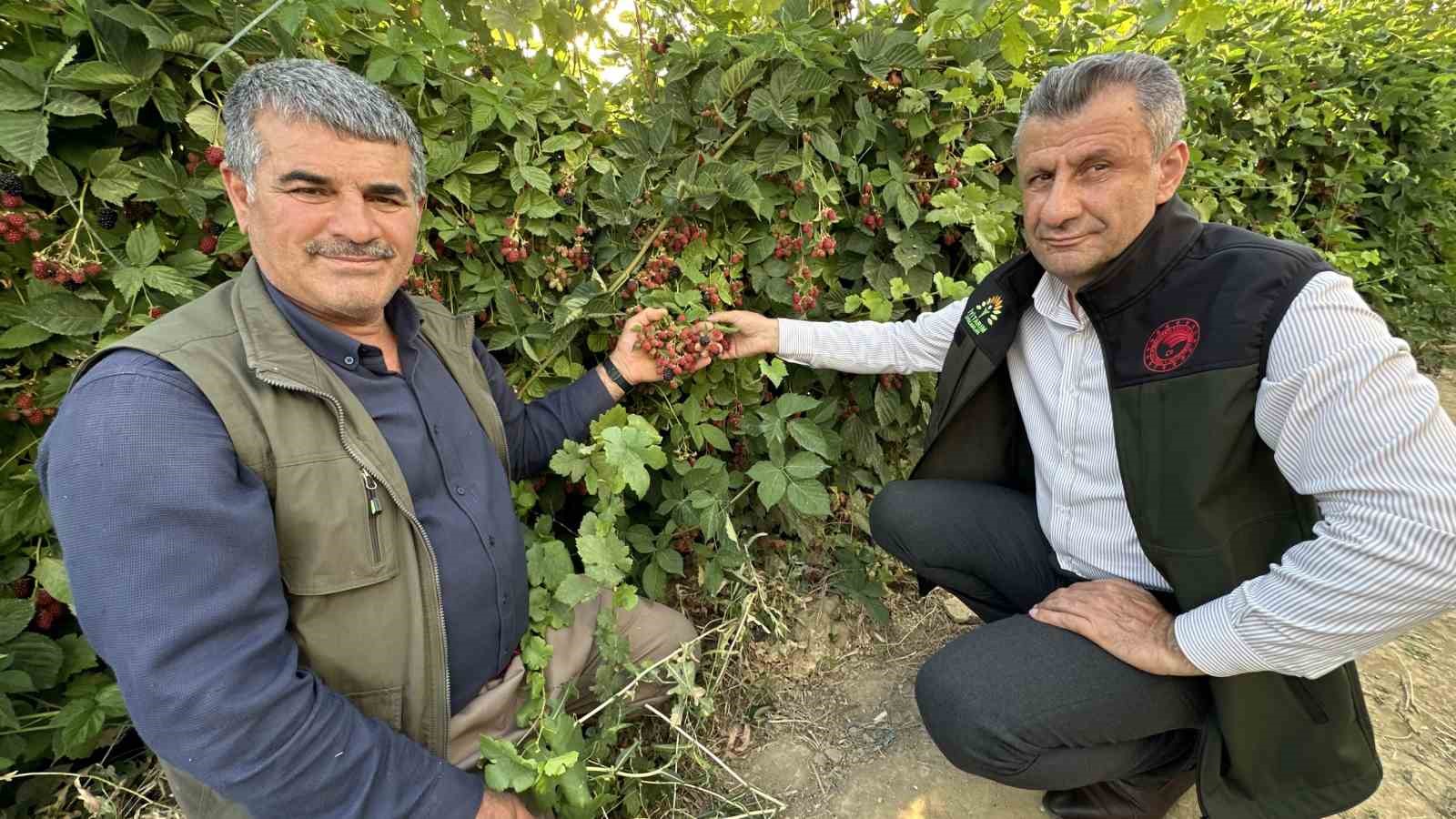 Yüksekova’da böğürtlen bereketi
