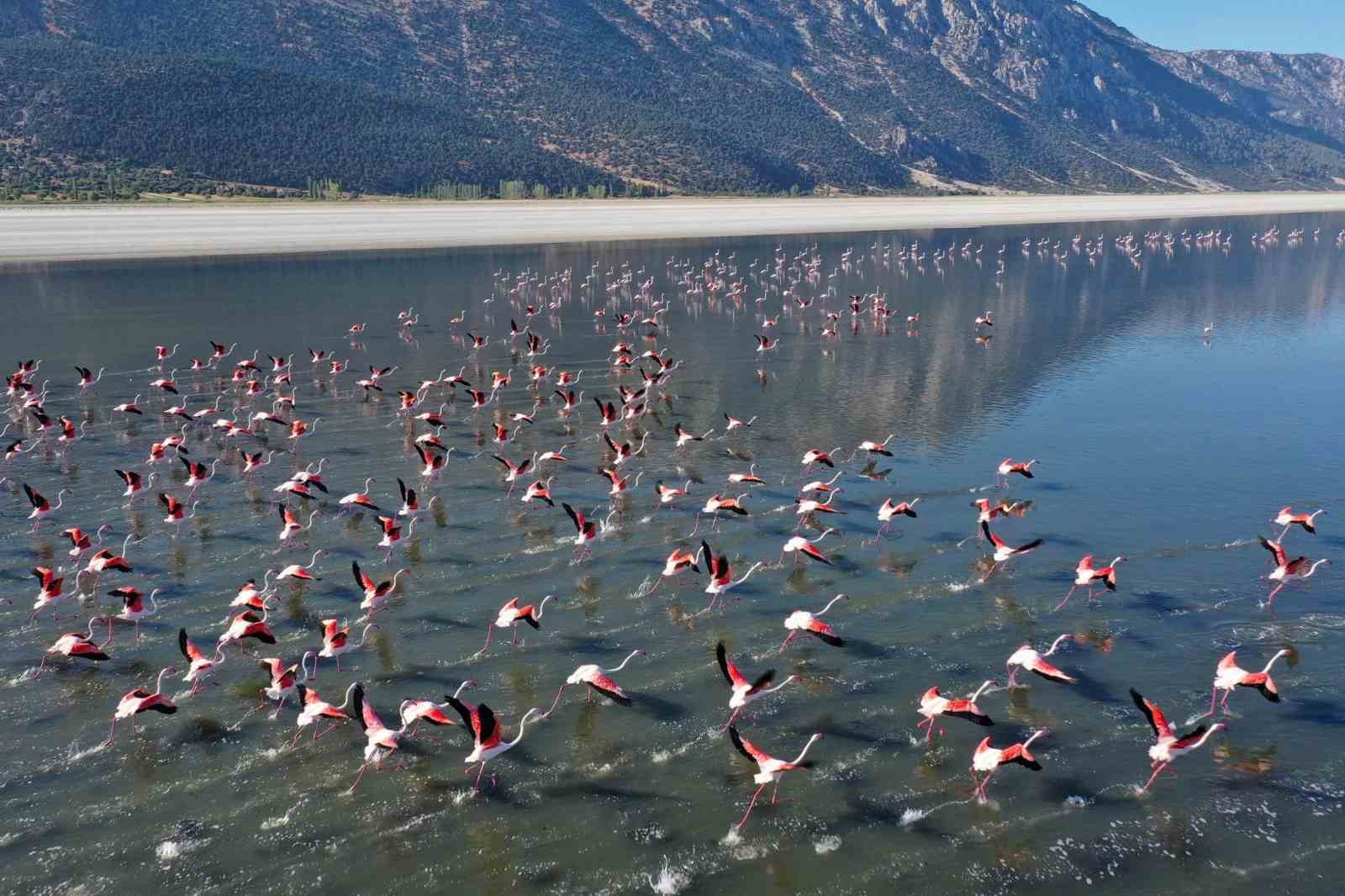 Vali Yiğitbaşı, flamingoların göl üzerindeki eşsiz uçuşunu izledi
