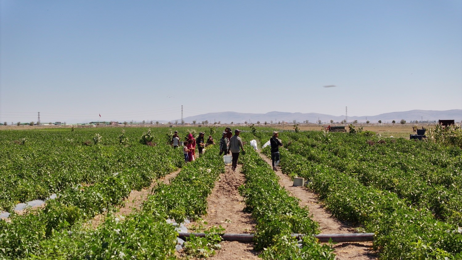 Karatay’da ata tohumu ürünleri hasadı başladı
