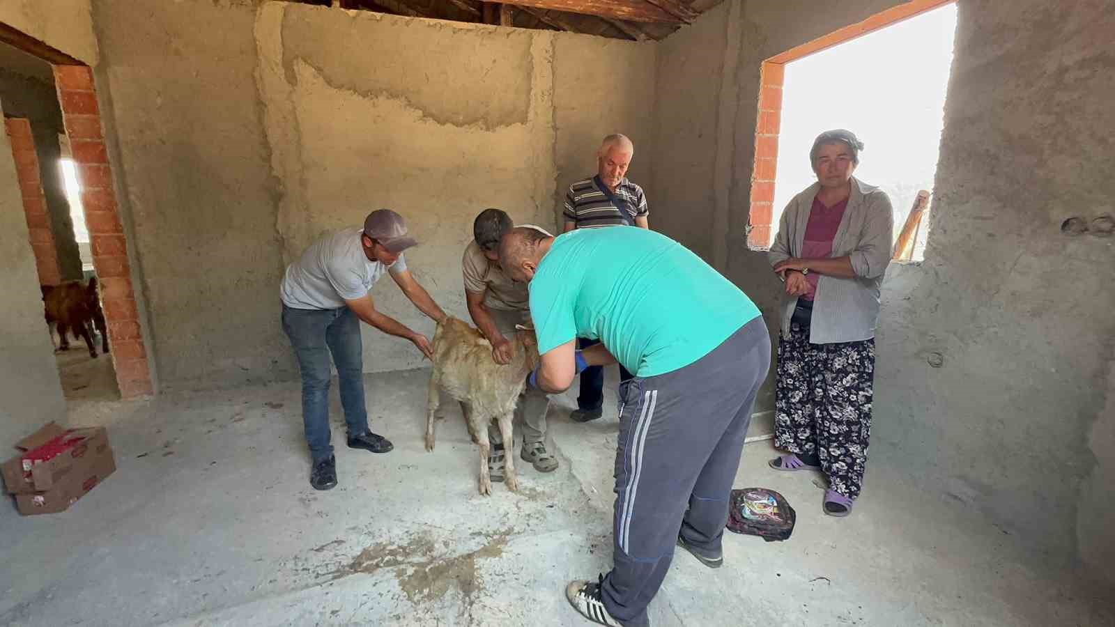 Yüzlerce hayvan telef oldu
