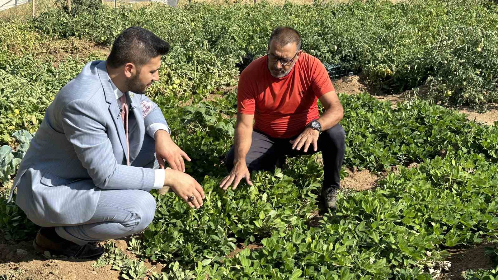 Yüksekova’da yer fıstığı yeryüzüne çıktı
