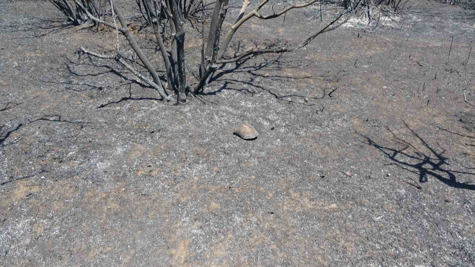 Tarihi Alan’daki orman yangını sonrası Çanakkale Savaşları’ndan kalma top mermisi ortaya çıktı
