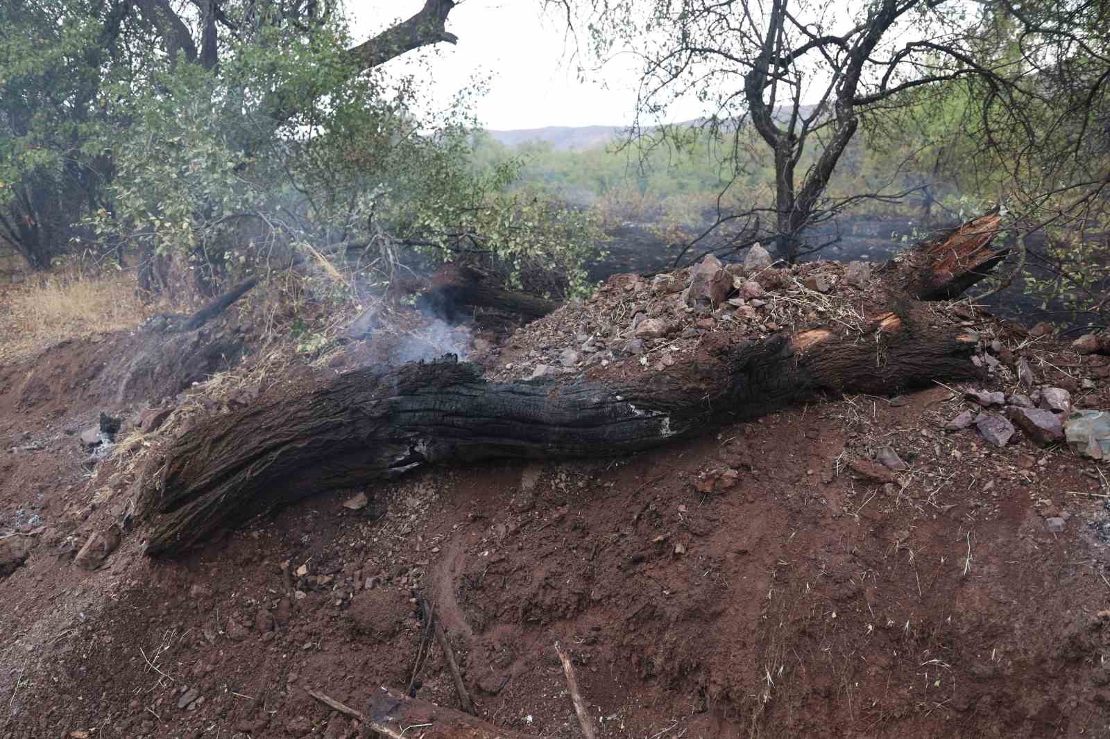 Elazığ’da 200 dönüm alan yangında kül oldu
