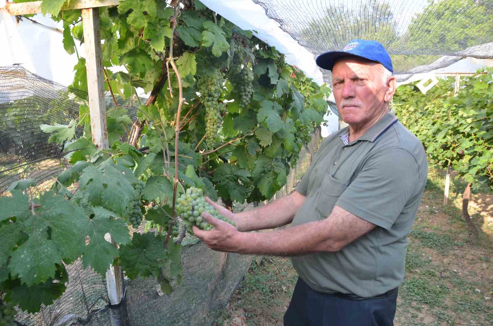 Atalarından kalan asırlık üzüm bağlarını ayakta tutmak için çabalıyor
