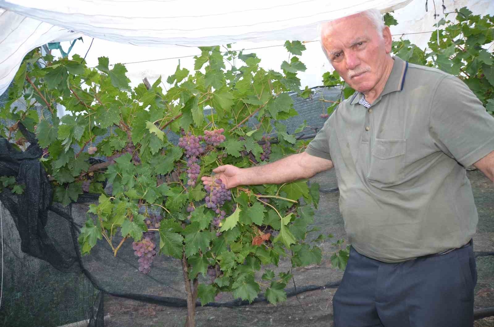 Atalarından kalan asırlık üzüm bağlarını ayakta tutmak için çabalıyor
