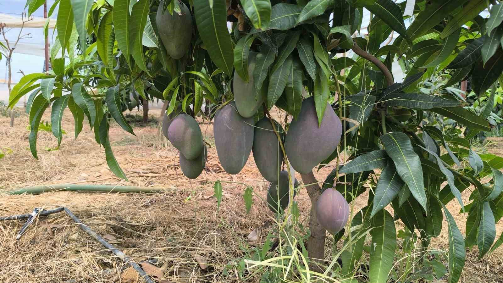 Alanya’da mango hasadı başladı
