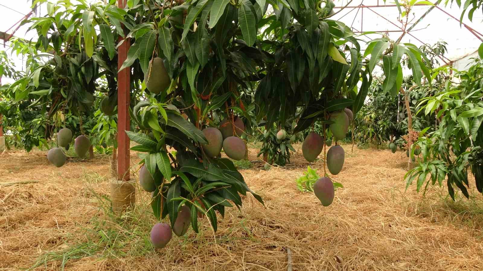 Alanya’da mango hasadı başladı
