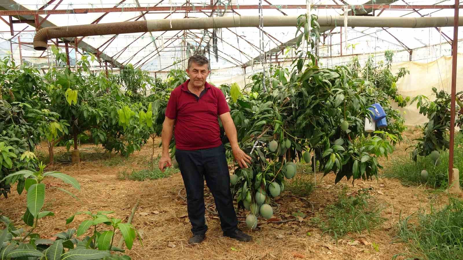 Alanya’da mango hasadı başladı
