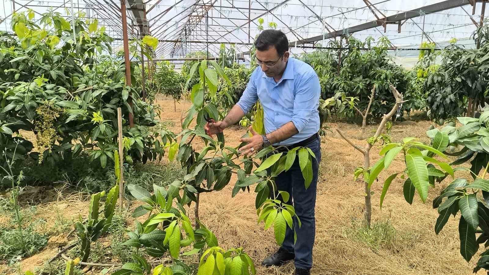 Alanya’da mango hasadı başladı
