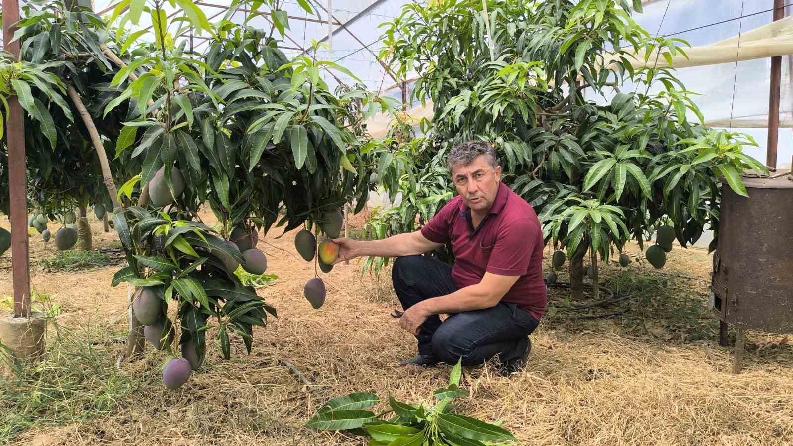 Alanya’da mango hasadı başladı
