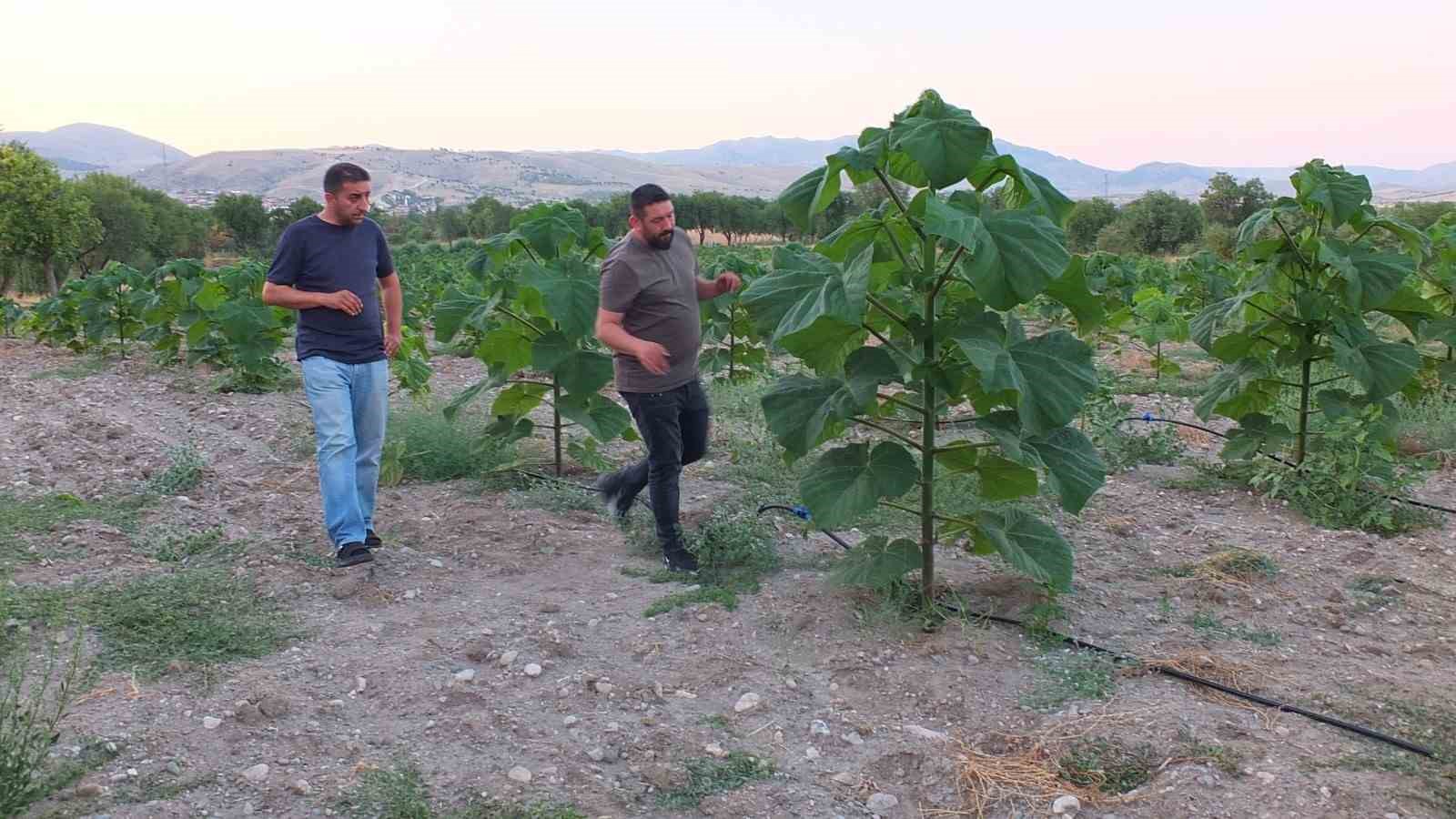 Bu ağaç bir çok sektörün vazgeçilmezi olacak
