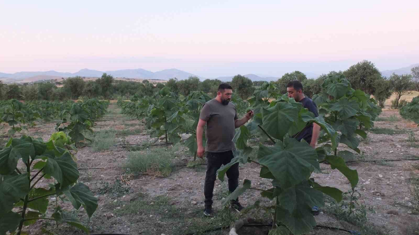 Bu ağaç bir çok sektörün vazgeçilmezi olacak
