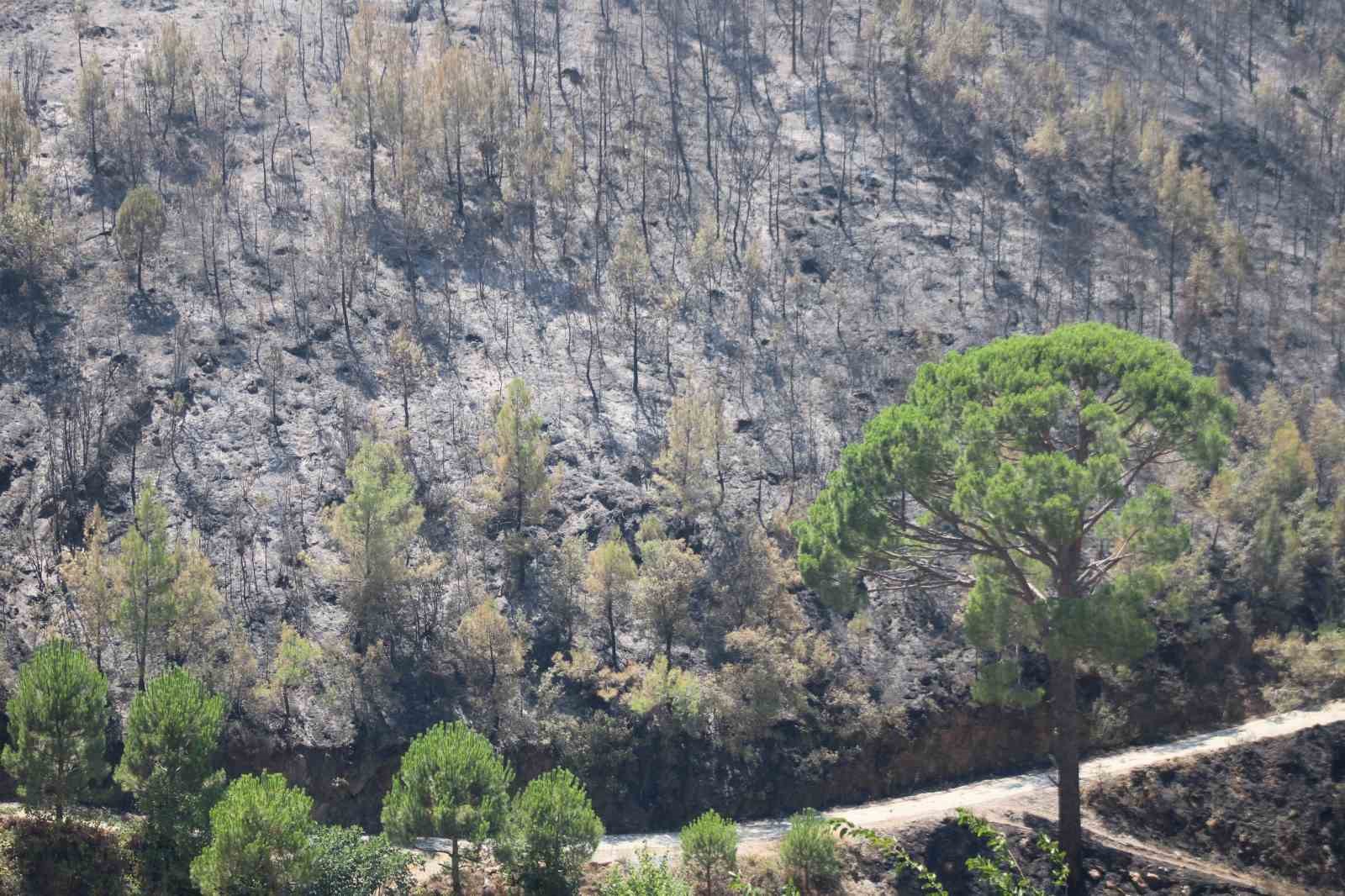 Bozdoğan yangını 45’inci saatte devam ediyor
