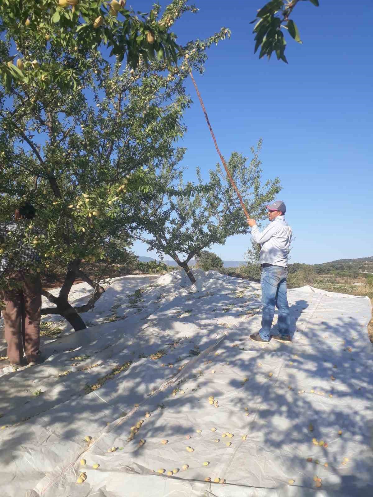 Sarıgöl’de badem hasadı başladı
