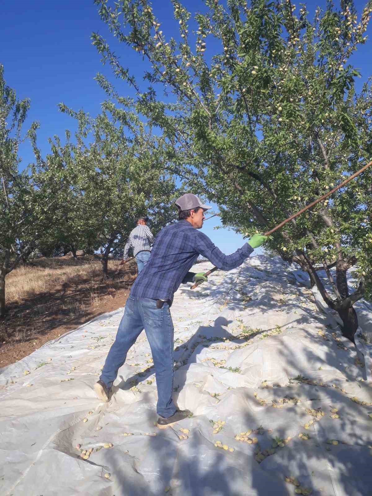 Sarıgöl’de badem hasadı başladı
