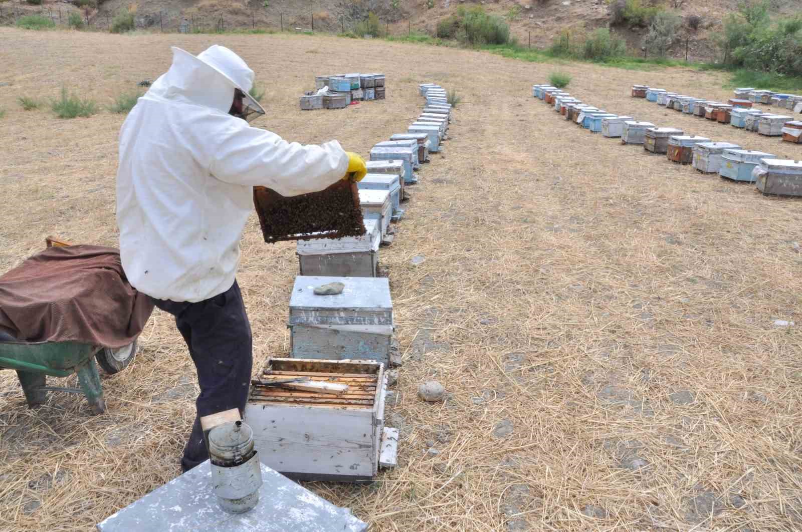 Batman’da organik kara kovan balında hasat başladı
