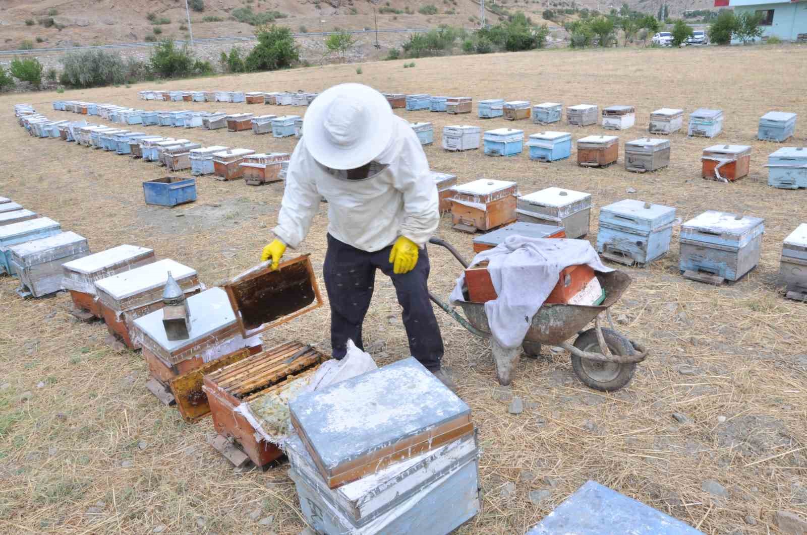 Batman’da organik kara kovan balında hasat başladı
