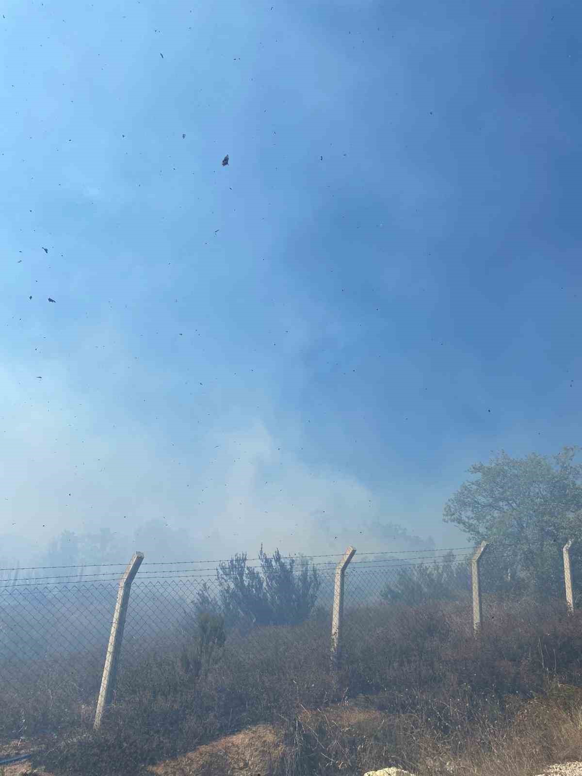 Yalova’da zeytinlik alanda çıkan yangın söndürüldü
