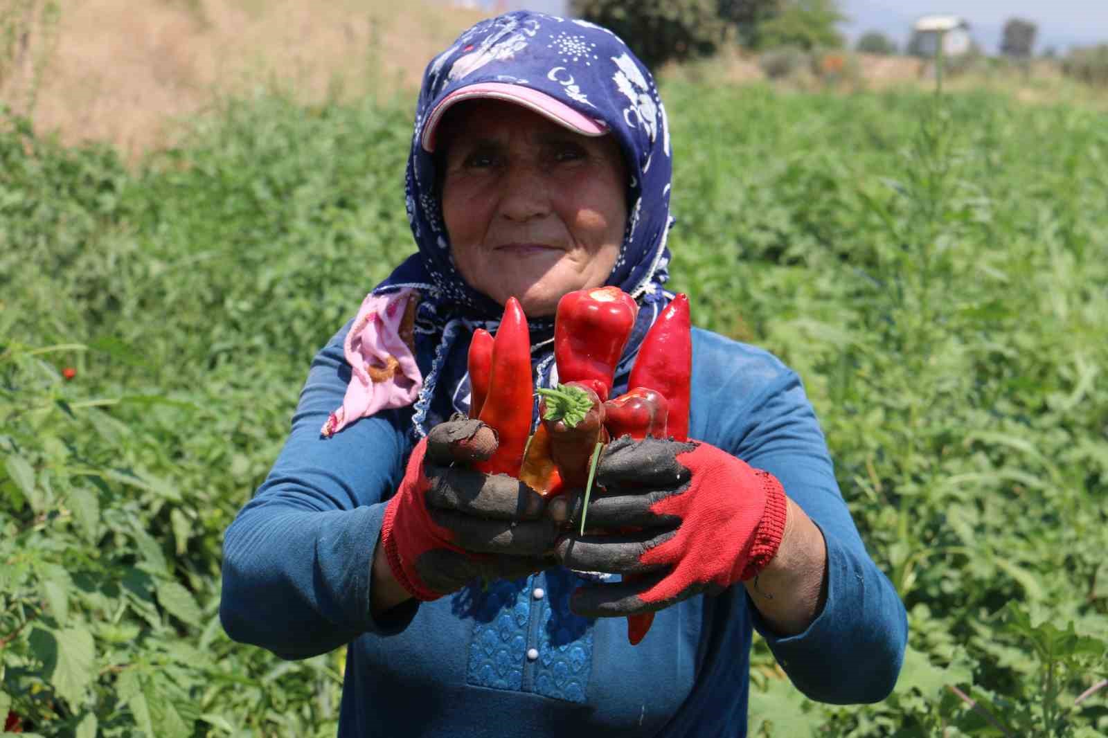 Kavurucu sıcakta acı hasat, ellerini yüzlerine süremiyorlar
