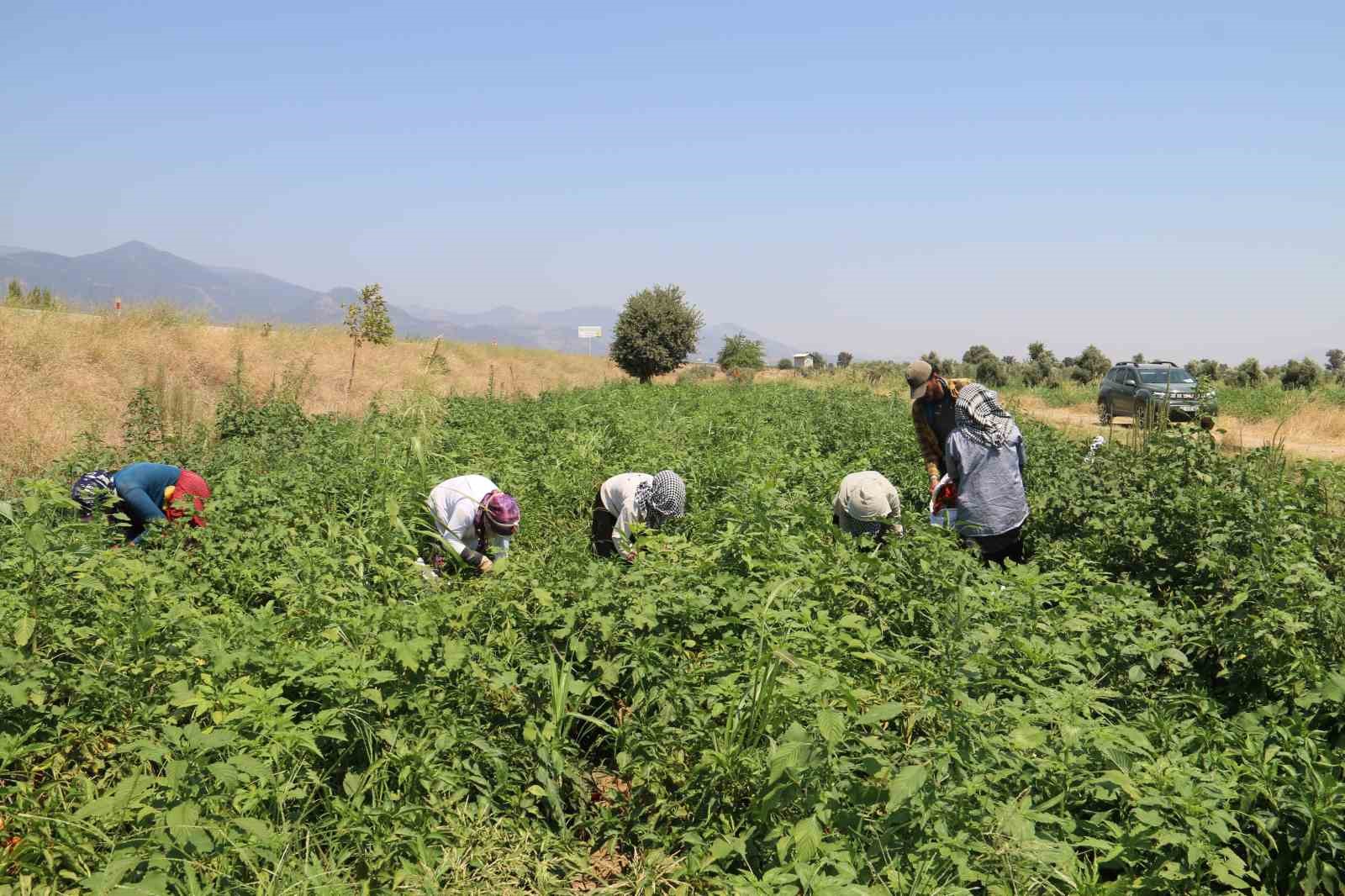 Kavurucu sıcakta acı hasat, ellerini yüzlerine süremiyorlar
