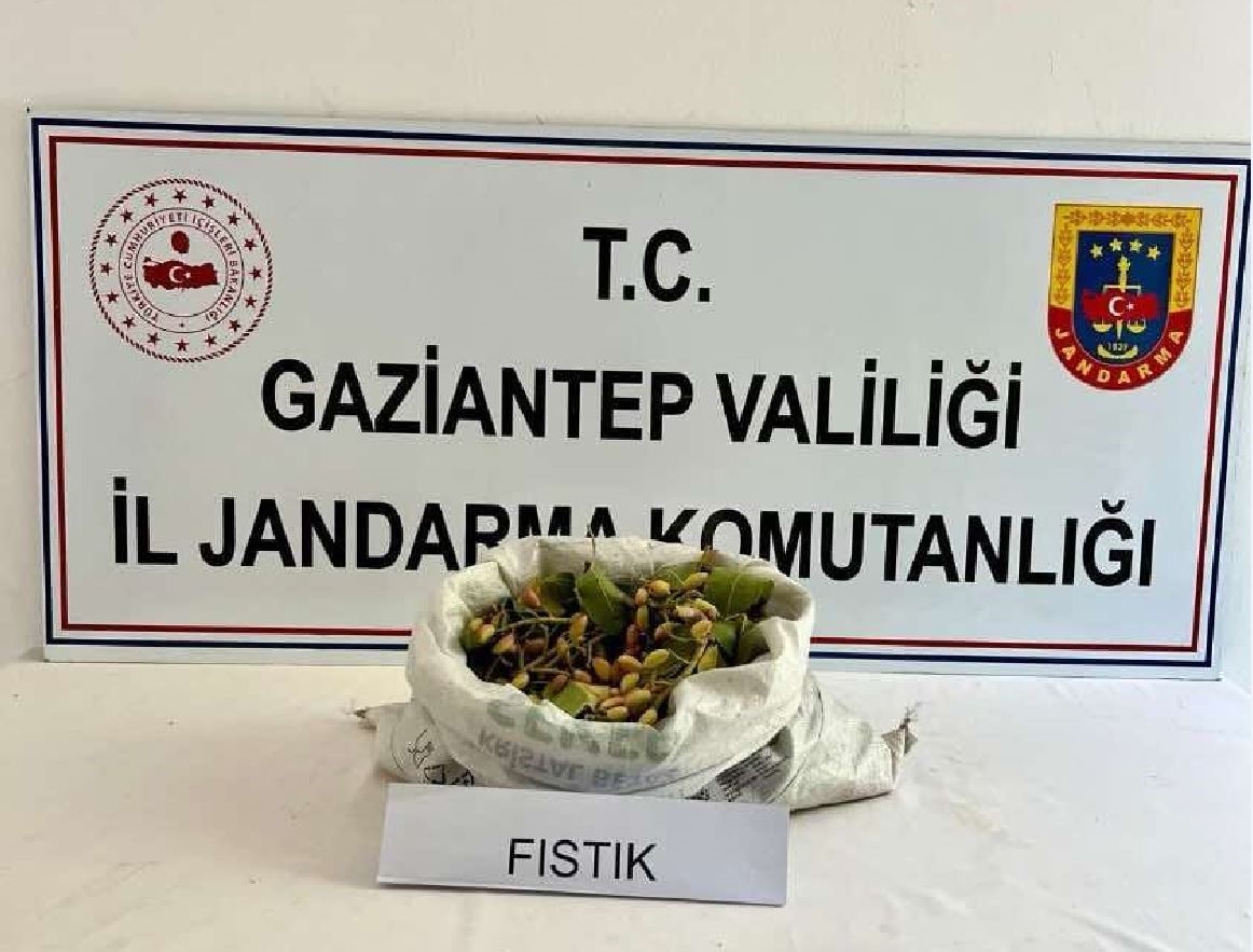 Fıstık hırsızlığına jandarmadan suçüstü: 3 tutuklama
