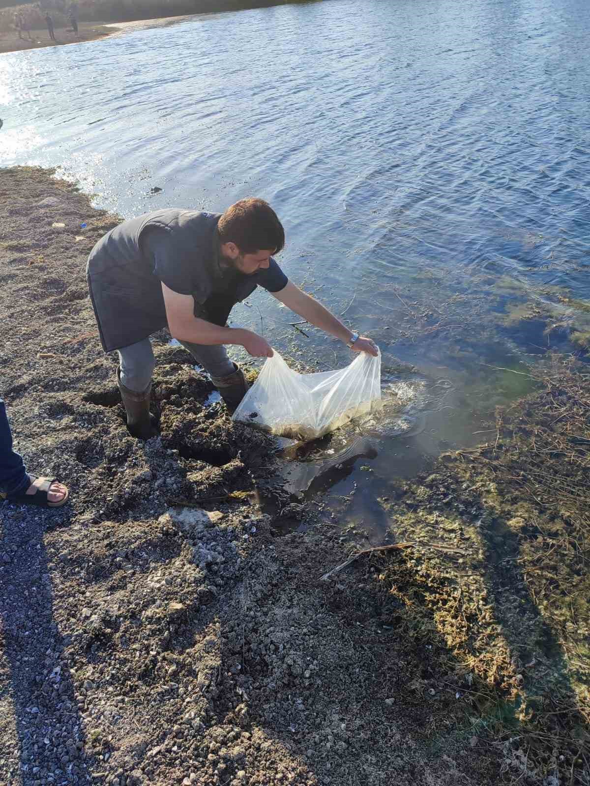 Muratlı’da göletlere 25 bin sazan yavrusu salındı
