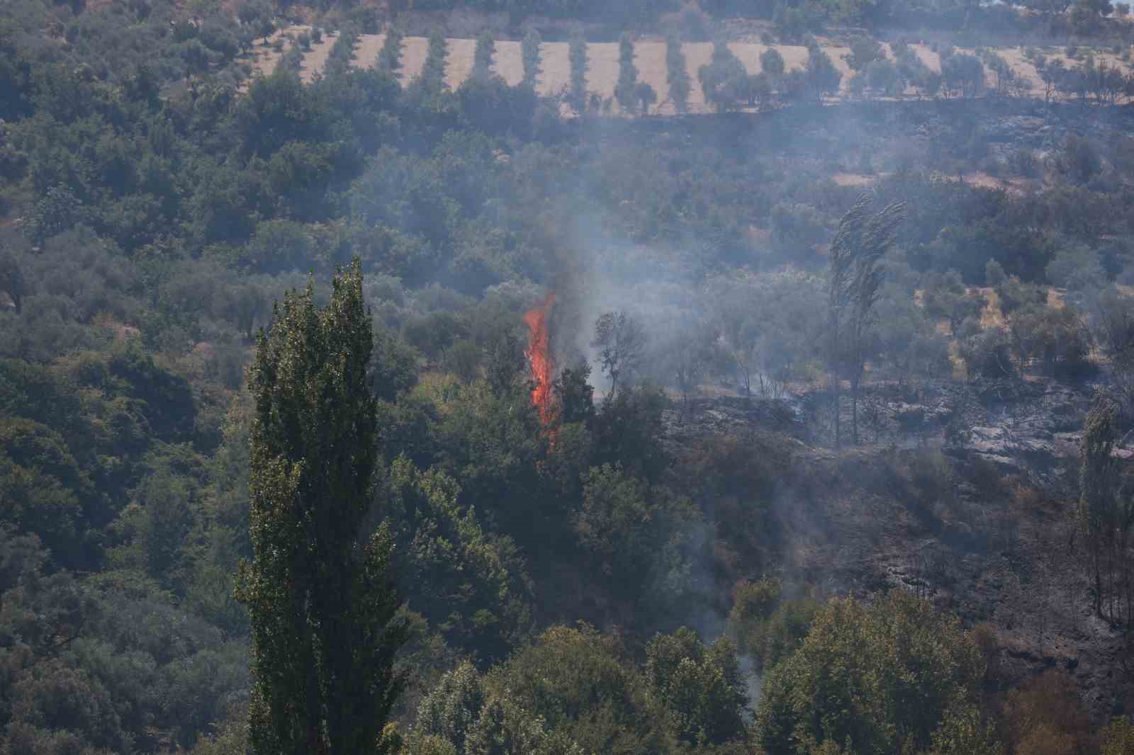 Altınözü’nde çıkan zeytinlik yangını itfaiye ekiplerin müdahalesiyle söndürüldü
