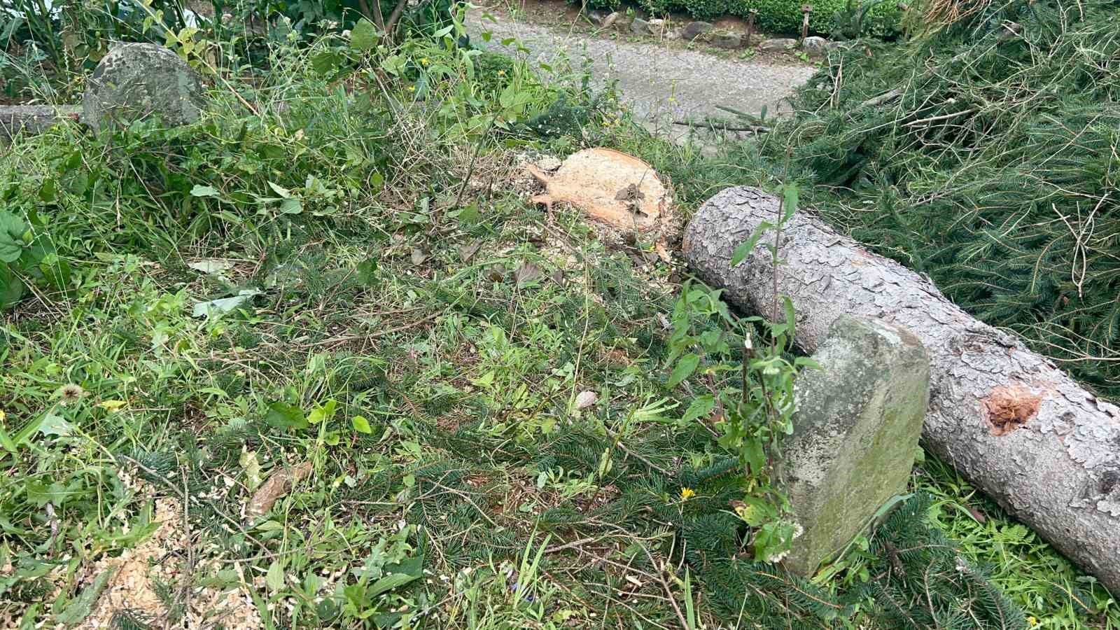 800 yıllık camiyi kurtarmak için çevresindeki ağaçları kestiler
