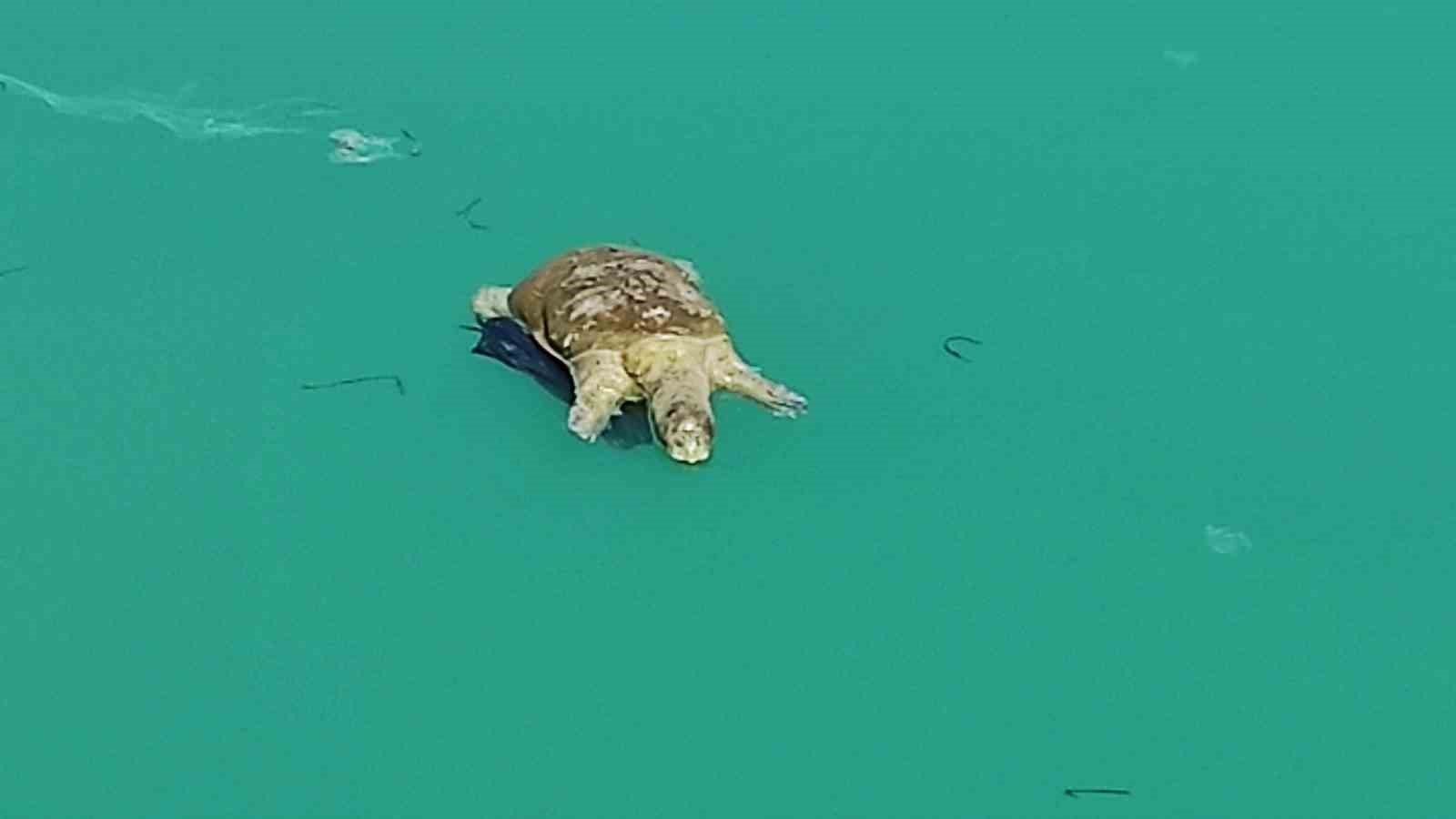 Şanlıurfa’da sulama kanalında görülen dev kaplumbağa ekipleri harekete geçirdi
