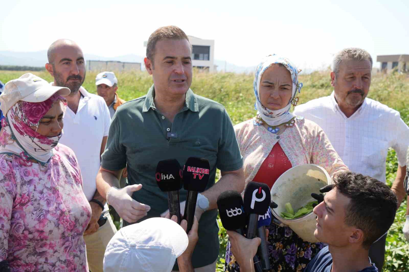 Balıkesir’de alım garantili bamya hasadı başladı
