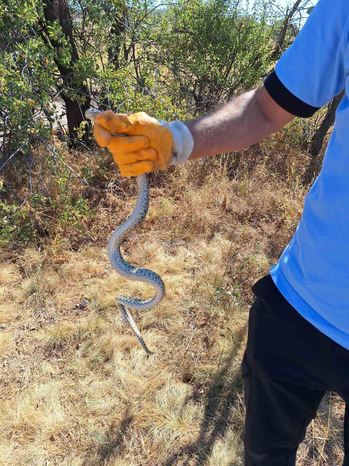 Kazı alanında sürpriz misafir: Küpten yılan çıktı
