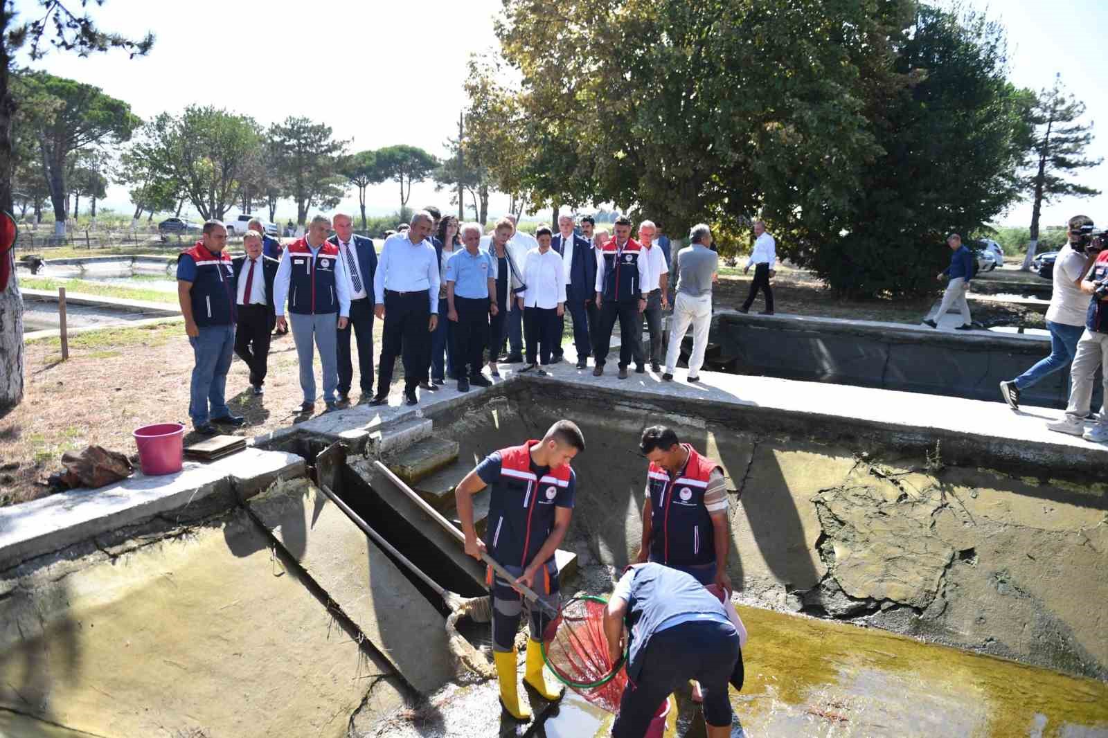 10 milyon yavru sazan suya bırakıldı
