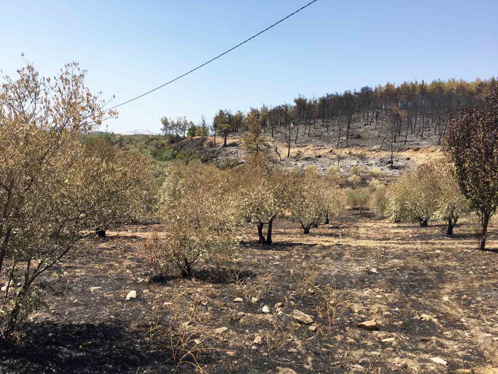 Baştuğ, Yatağan’da yanan zeytinlik alanlarda incelemelerde bulundu
