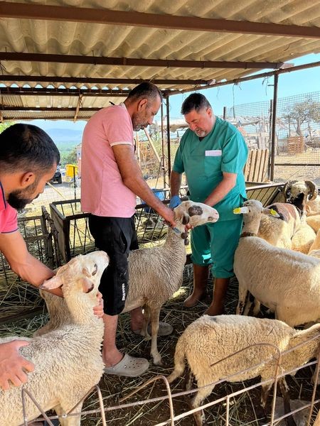 Söke’de büyükbaş hayvanların aşılanması devam ediyor
