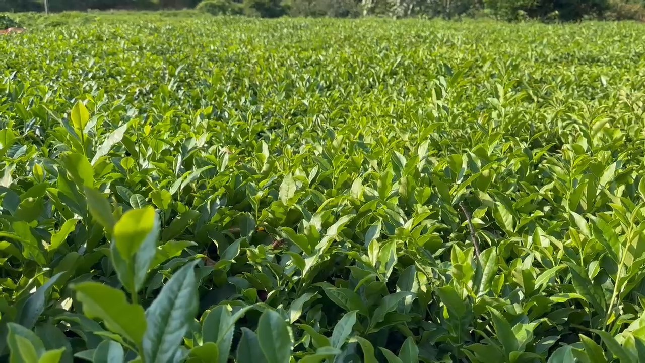 Rize’de çay üreticileri 3. sürgün hasadı için çay bahçelerine girmeye başladı
