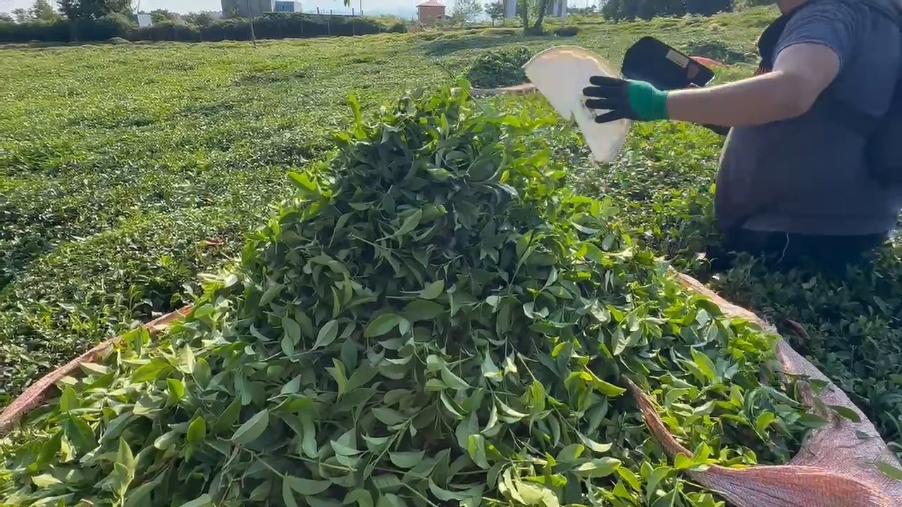 Rize’de çay üreticileri 3. sürgün hasadı için çay bahçelerine girmeye başladı
