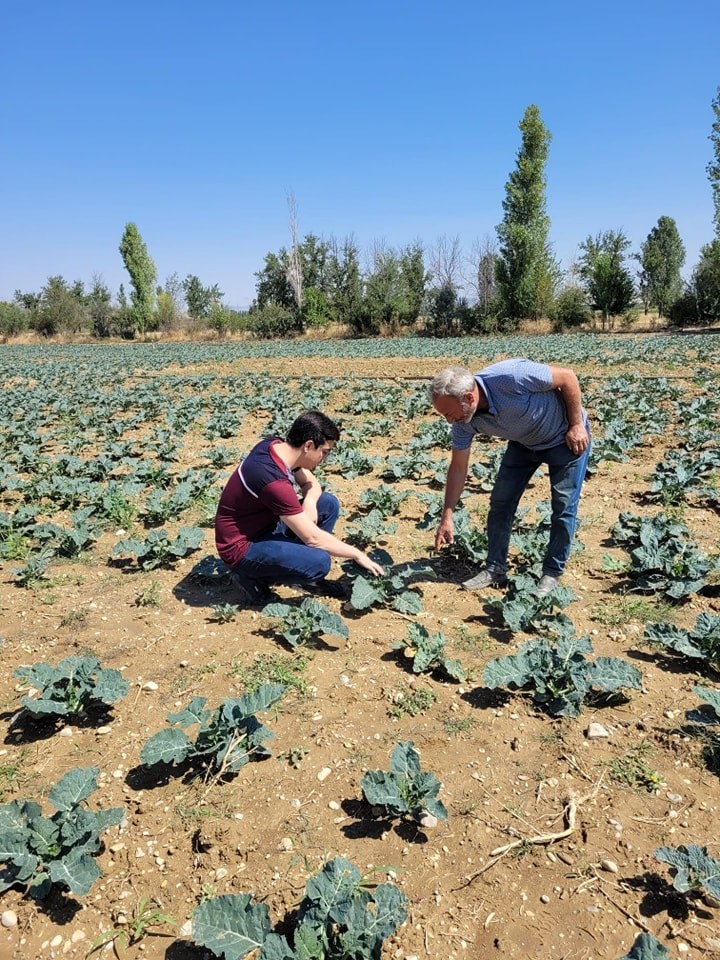 Afyonkarahisar’da brokoli alanları incelendi
