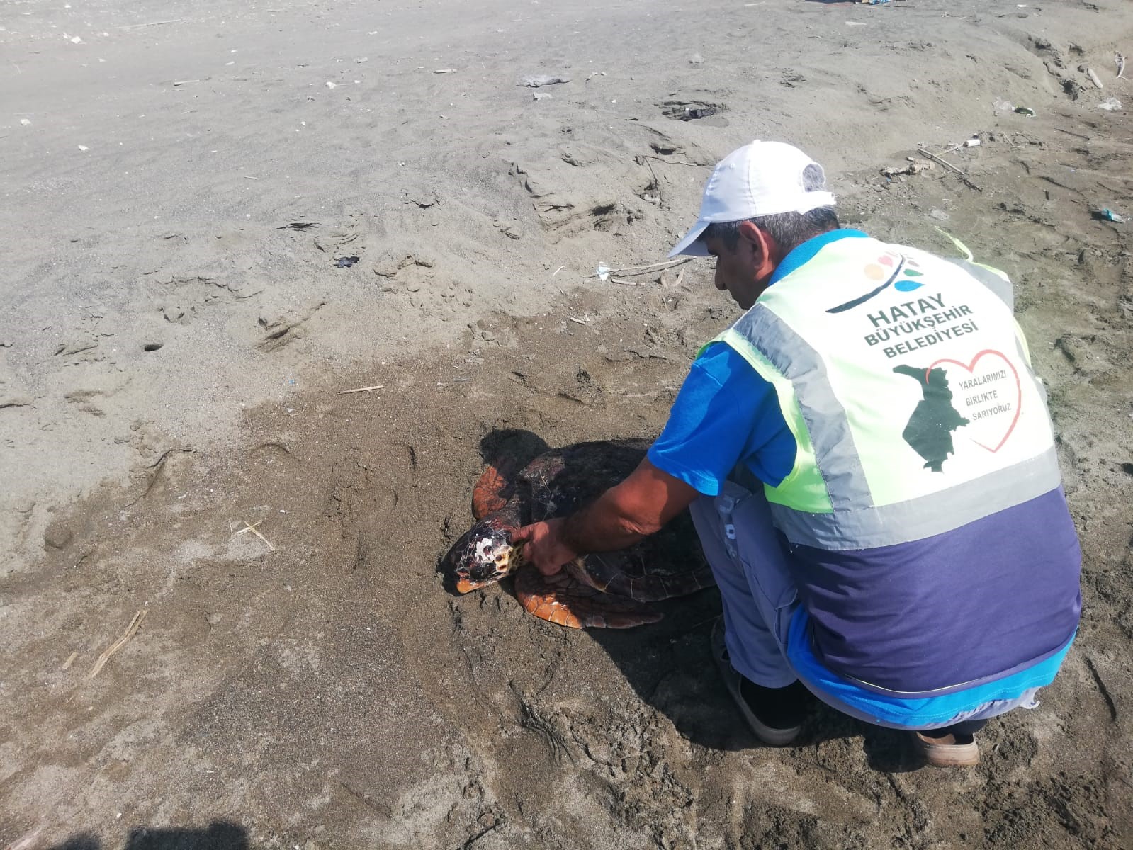 Yaralı caretta caretta tedavi altına alındı
