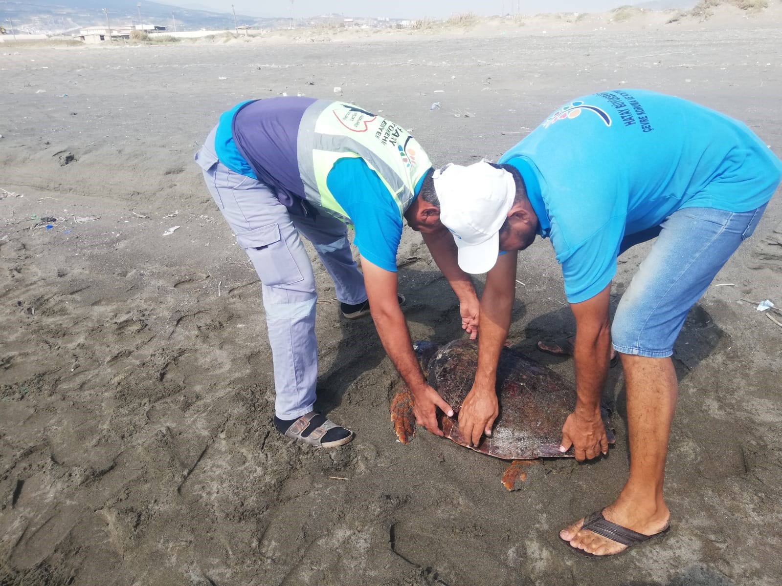 Yaralı caretta caretta tedavi altına alındı
