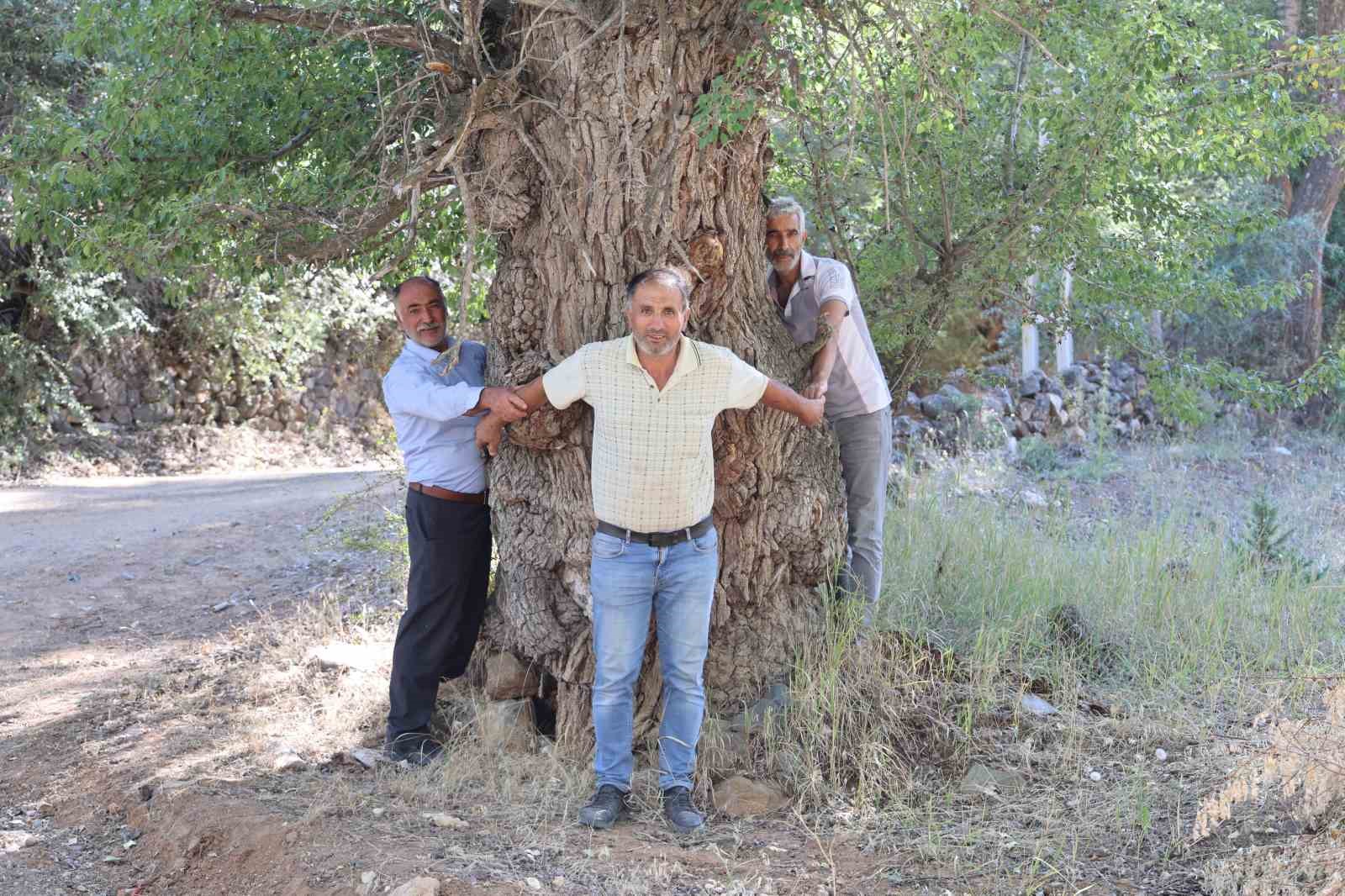 4 asırlık ağaca, korkularından ellerini süremiyorlar
