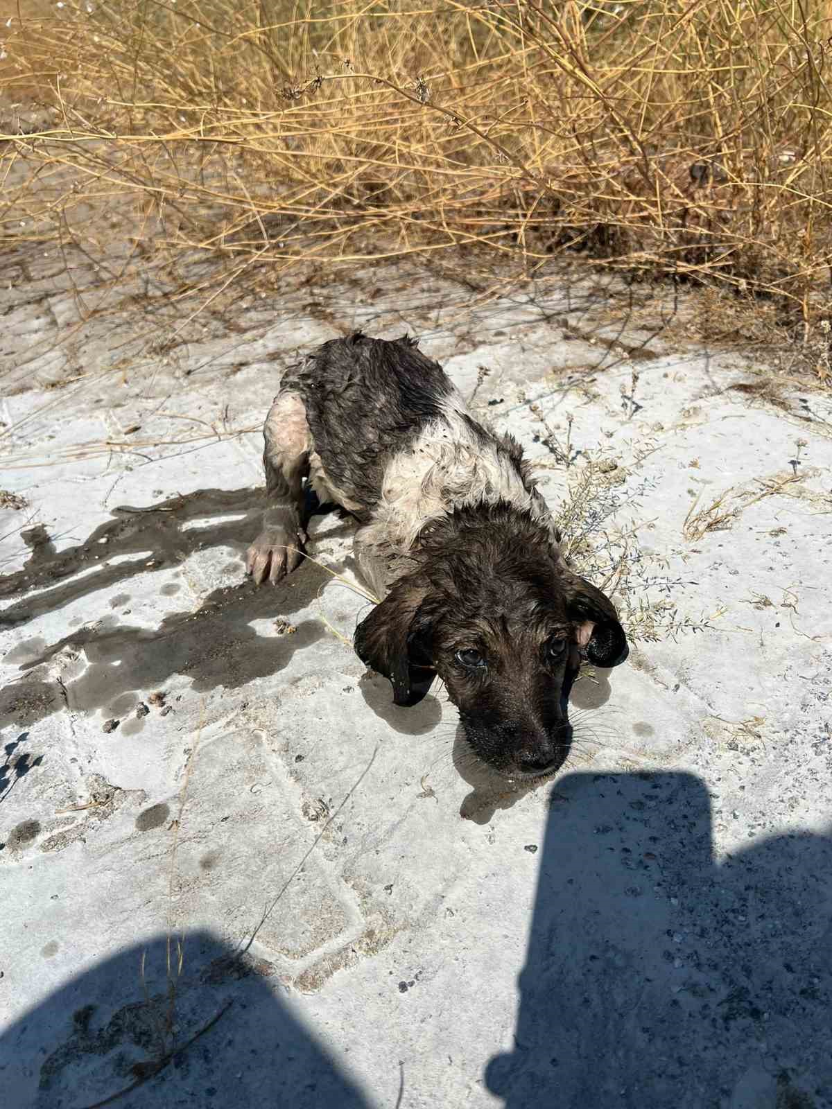 Muş’ta kanalizasyon çukuruna düşen yavru köpek kurtarıldı
