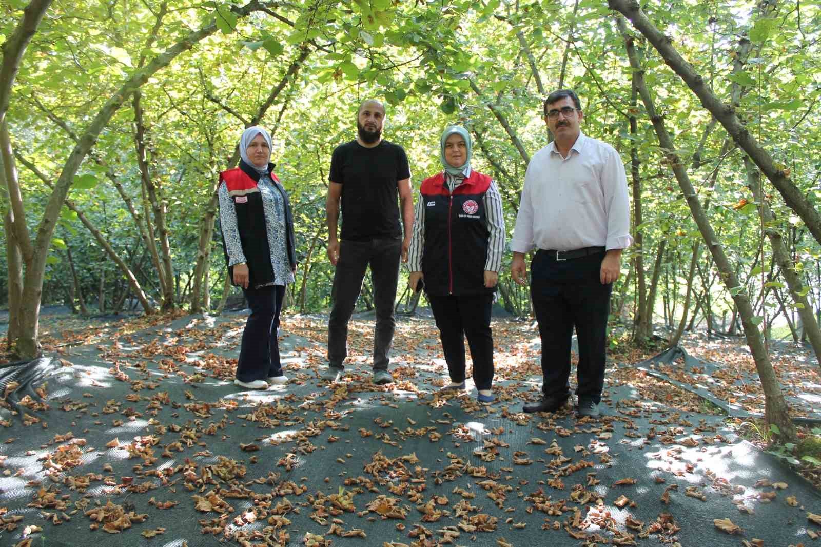 Fındıkta fileyle hasat maliyetleri düşürüyor
