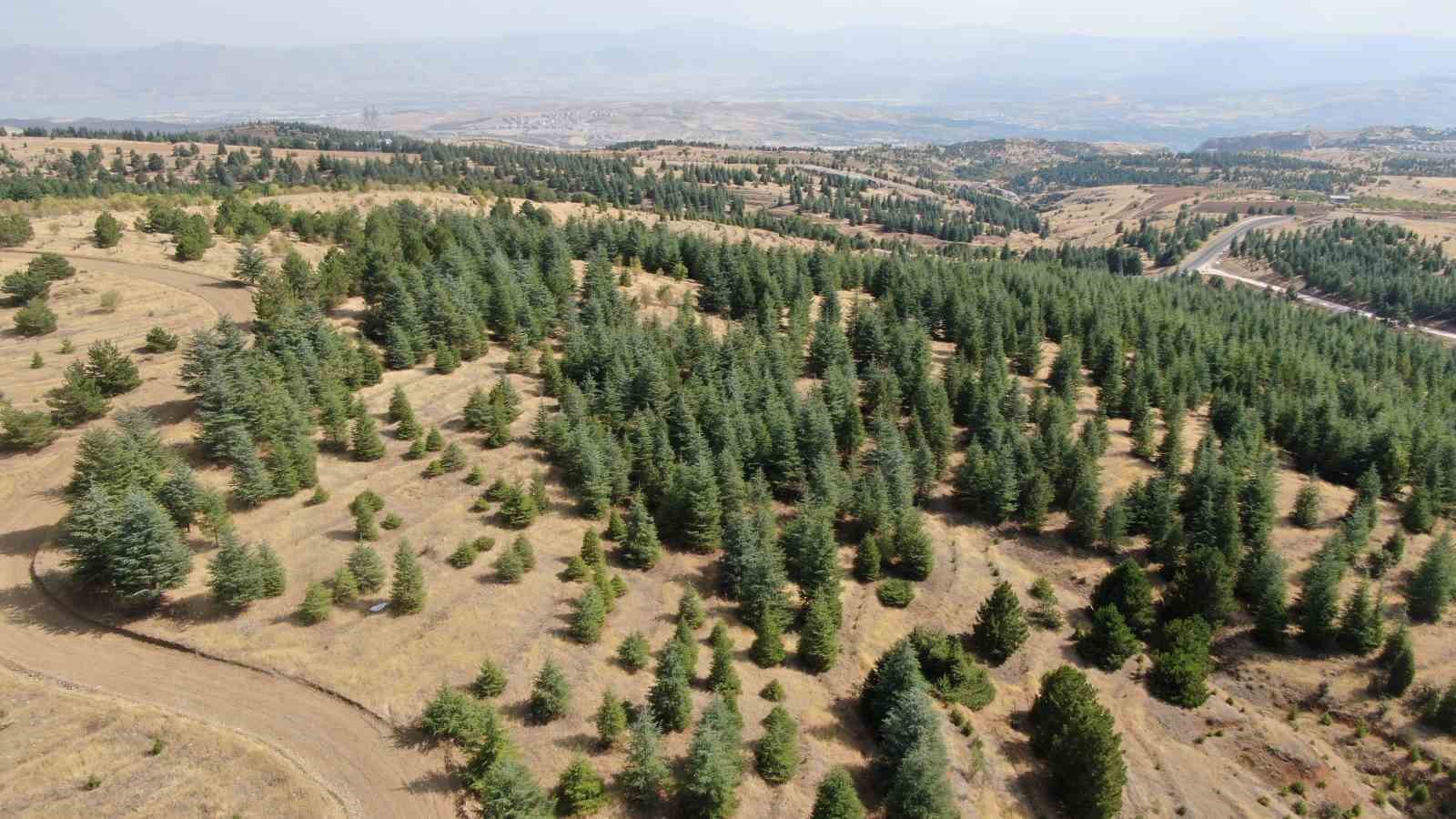 Elazığ’da orman ekipleri, havadan ve karadan denetimlerini sürdürüyor
