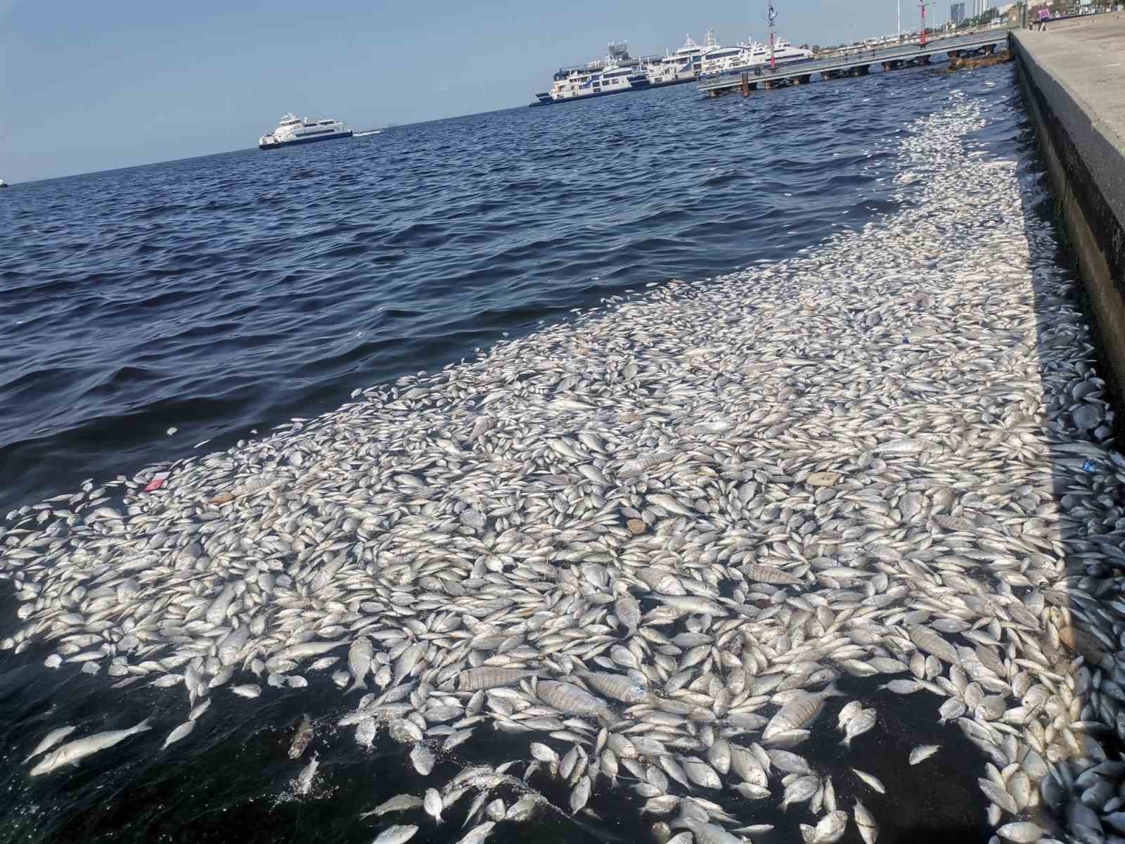 İzmir Körfezi’nde felaketin boyutu artıyor: Her yer ölü balık
